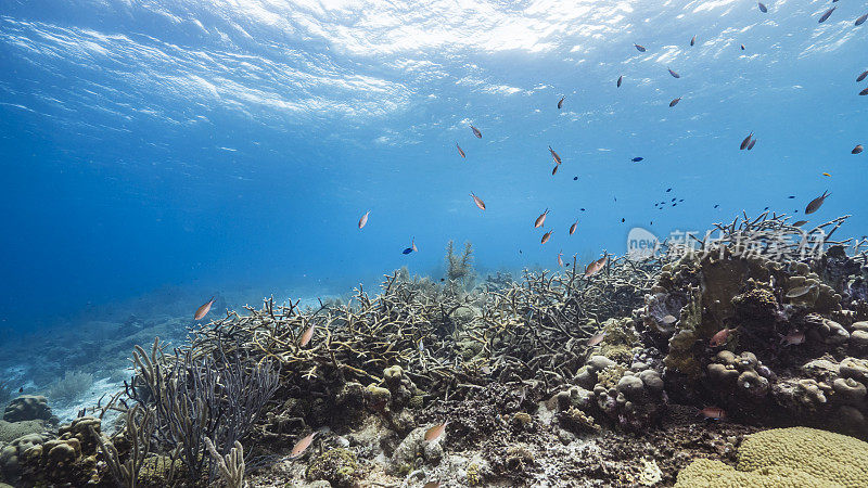 加勒比海珊瑚礁的绿松石海水/库拉索岛与鱼，鹿角珊瑚和海绵